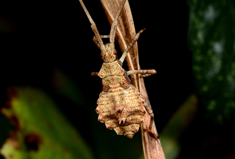 ninfa di Coreidae: cfr. Coreus marginatus